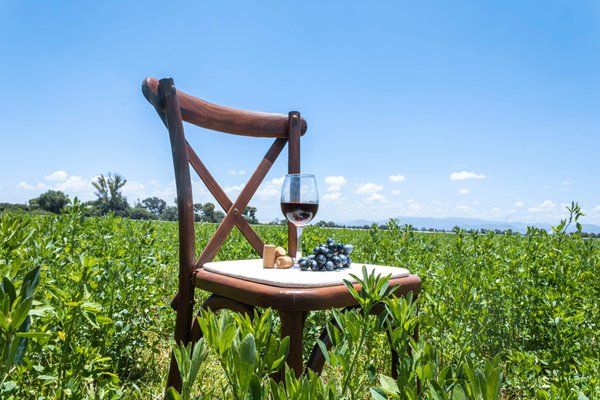 Les meilleurs vins pour un apéritif réussi